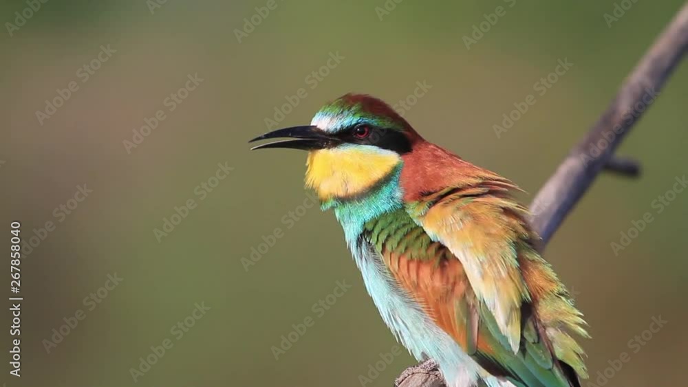 beautiful colorful bird sings sitting on a branch beautiful colorful bird sings sitting on a branch