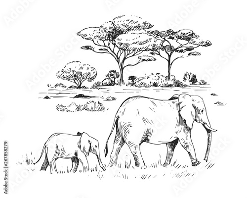 Sketch of the African savanna with trees and elephants. Hand drawn illustrtion converted to vector.