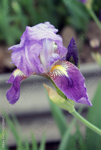 Fototapeta Naklejka Na Ścianę i Meble -  The iris flower closeup, Beautiful purple flower in bloom on a crisp spring morning