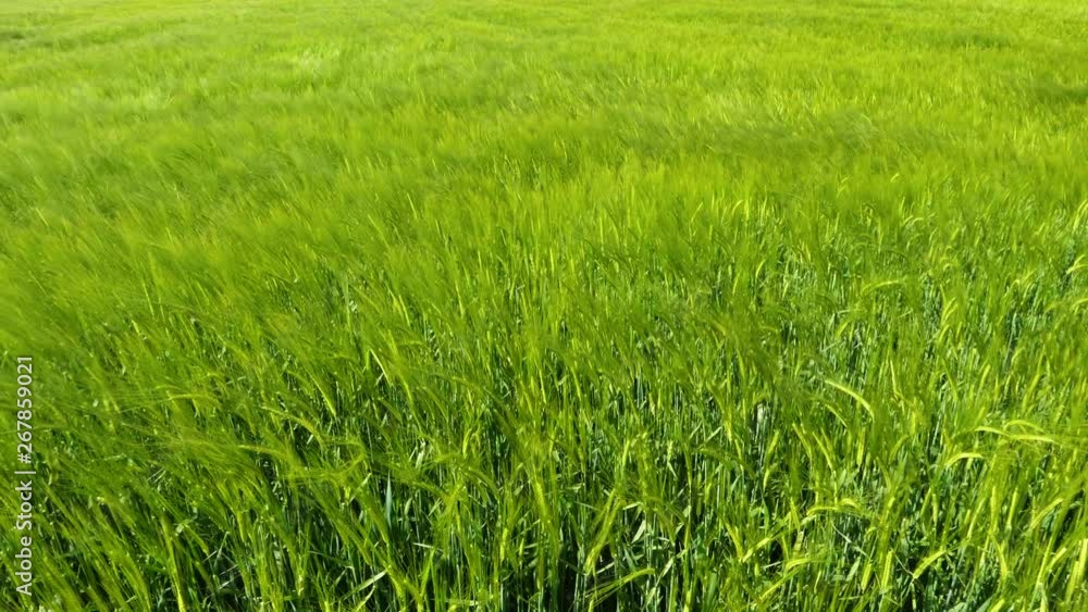 Wheat field on a breezy day in spring Wheat field on a breezy day in spring