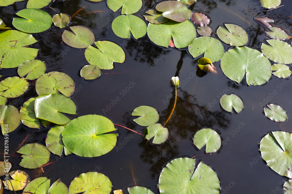 Top view of white waterlily flower bud, almost blooming in black water with green lily pads Top view of white waterlily flower bud, almost blooming in black water with green lily pads