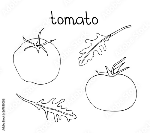 Vector hand drawn illustration with doodle tomato and rucola. Black linear art of vegetarian food.