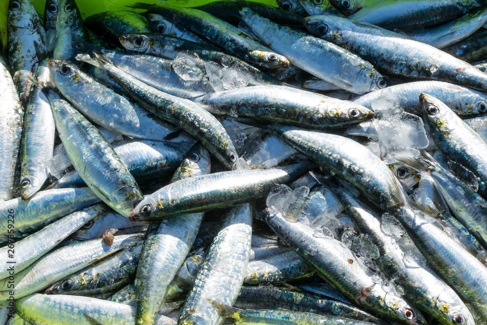 sardinas recién pescadas sardinas recién pescadas