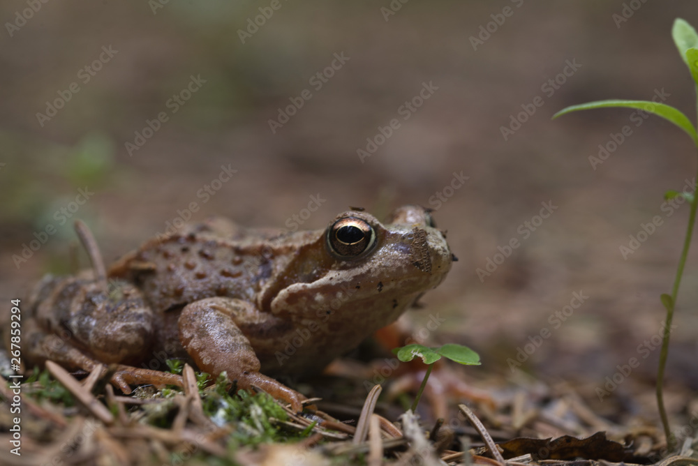 Wood Frog Wood Frog