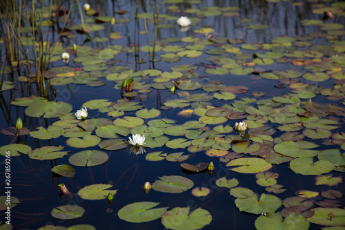 Several white waterlilies, lily pads and reeds growing naturally in dark black reflective water