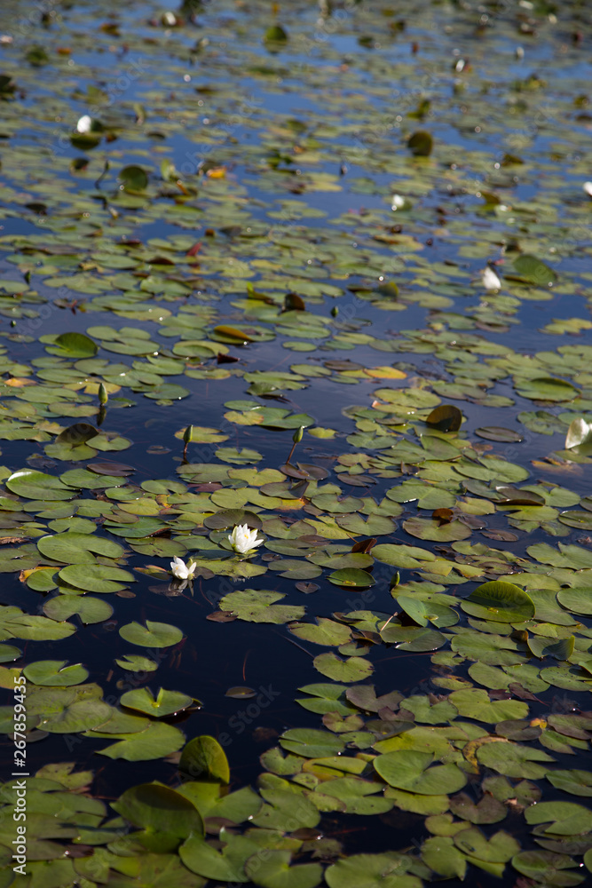 Blooming American white waterlilies in a calm, dark pond with lily pads, depth of field focus on flowers Blooming American white waterlilies in a calm, dark pond with lily pads, depth of field focus on flowers