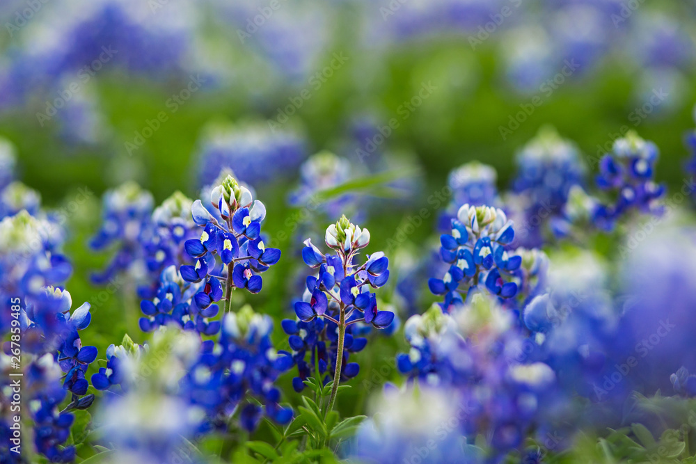Texas Bluebonnet Field of Wildflowers Texas Bluebonnet Field of Wildflowers