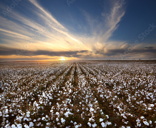 Cotton Field Landscape in West Texas photo