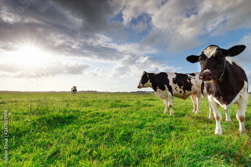 milk cows on sunny pasture and sunshine