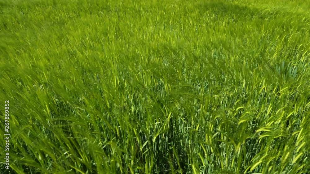 Wheat field on a breezy day in spring Wheat field on a breezy day in spring