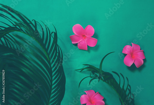 Green leaves of palm tree on dark green background