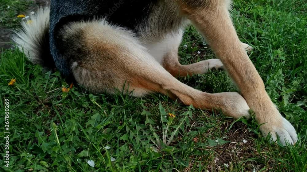 Mixed breed East Siberian Laika dog scratching an itchy paw Mixed breed East Siberian Laika dog scratching an itchy paw