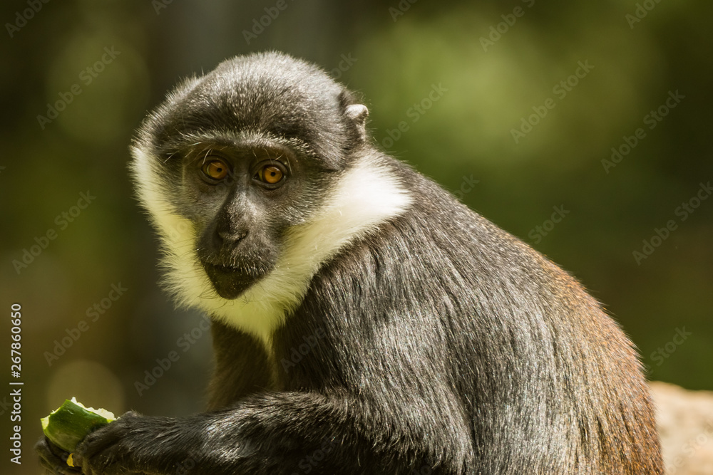 L'Hoest's monkey (Allochrocebus lhoesti), or mountain monkey, sititng and eating in the jungle