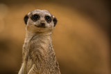 Closeup of the suricate (meercat) standing on a watch observing for danger