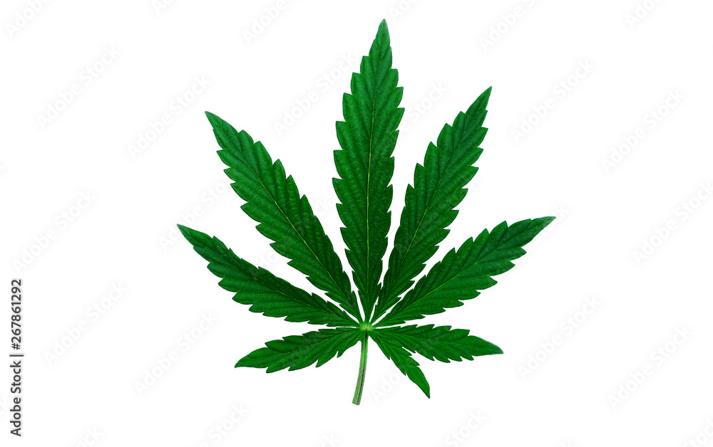 cannabis leaf isolated. drugs in medicine. legalization of marijuana. cannabis leaf isolated. drugs in medicine. legalization of marijuana.