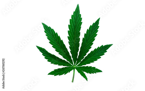  cannabis leaf isolated. drugs in medicine. legalization of marijuana.