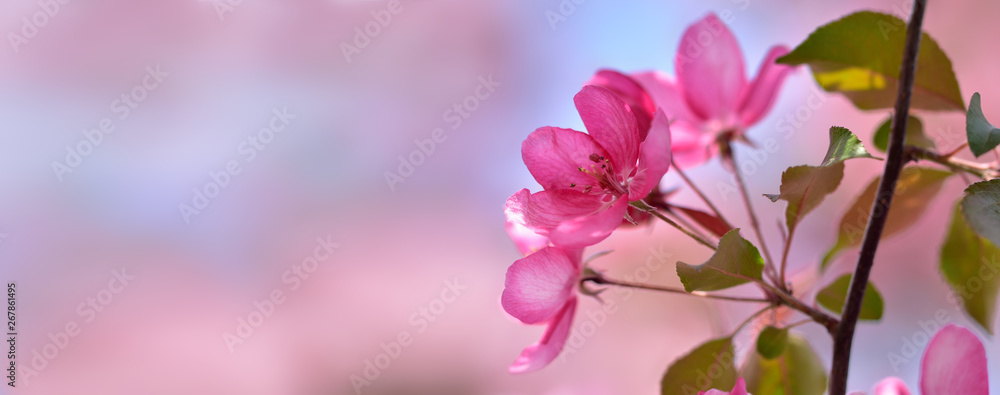 Pastel banner with inflorescence of spring flowers delicate pink apple and negative space Pastel banner with inflorescence of spring flowers delicate pink apple and negative space