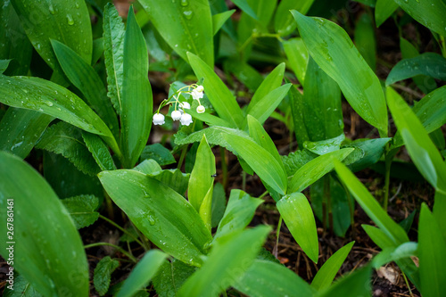 Lily of the valley in the forest. Closeup of lily of the valley in the forest
