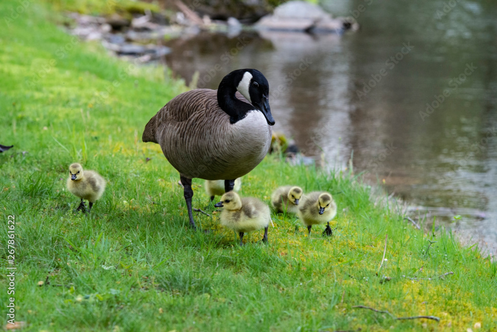 Little fuzzy Canada Goose chicks take a lesson from mom. Little fuzzy Canada Goose chicks take a lesson from mom.