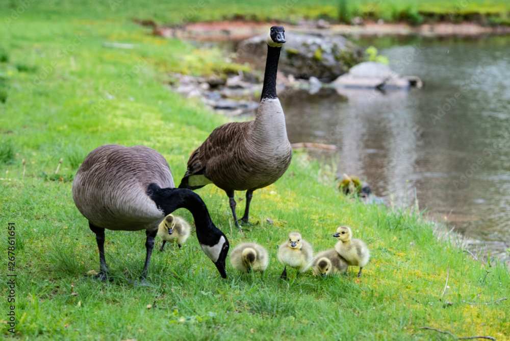 Little fuzzy Canada Goose chicks take a lesson from mom. Little fuzzy Canada Goose chicks take a lesson from mom.