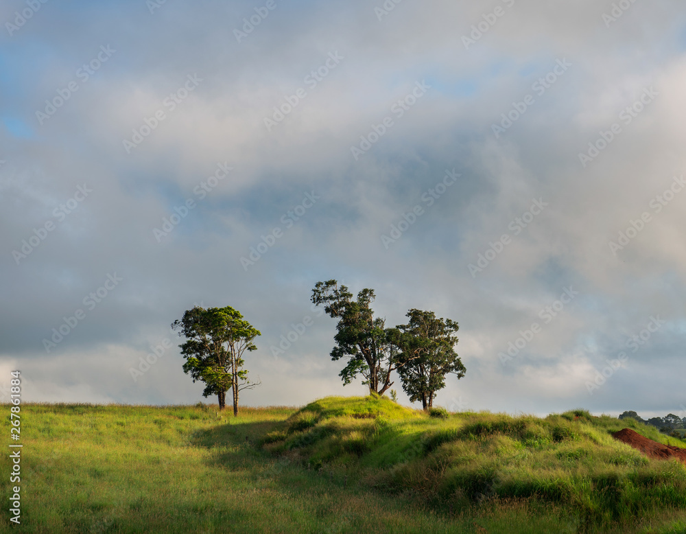 trees in the field on atherton tablelands queensland trees in the field on atherton tablelands queensland