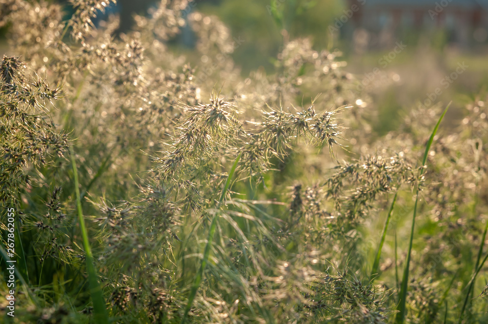 spring grass in a field at sunset