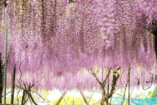 Wallpaper Mural 小倉の池のフジ Torontodigital.ca