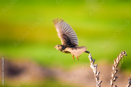 Nature and bird. Cute littie bird. Colorful nature background. photo