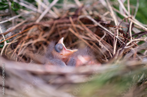 Baby birds 