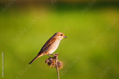 Nature and bird. Cute littie bird. Colorful nature background. photo