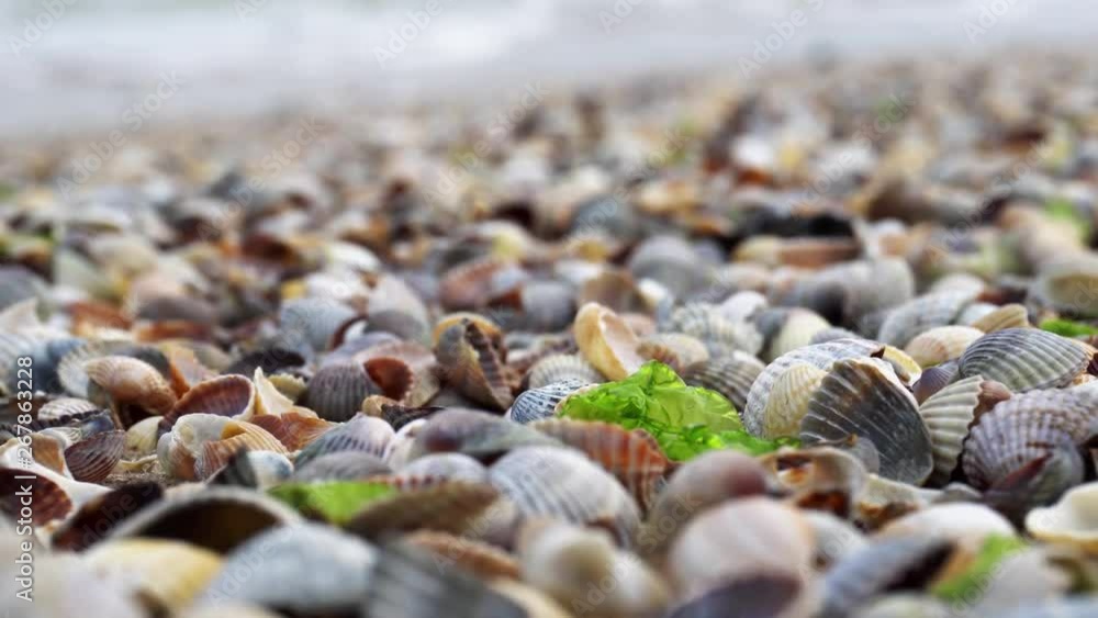 Beautiful beach with many seashells, green seaweed and sea waves in the background. Beautiful beach with many seashells, green seaweed and sea waves in the background.