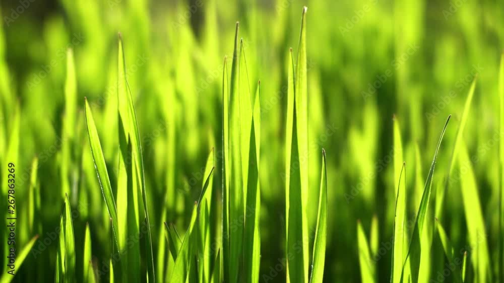Green grass swaying in the wind in the rays of the setting sun. Closeup, blurred background. Green grass swaying in the wind in the rays of the setting sun. Closeup, blurred background.