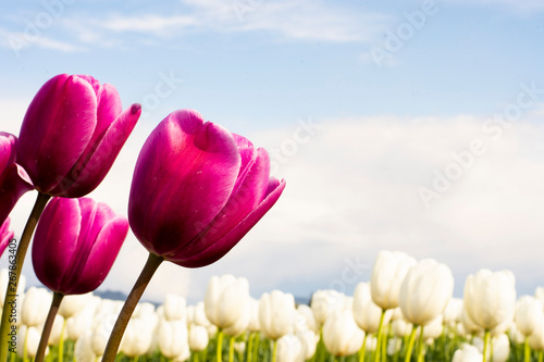 Fototapeta Naklejka Na Ścianę i Meble -  Magenta Purple Tulip Flowers with white flowers blurred background green and blue horizontal