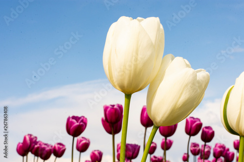 White Tulip Flowers centered with blurred background of blue sky and purple red flowers