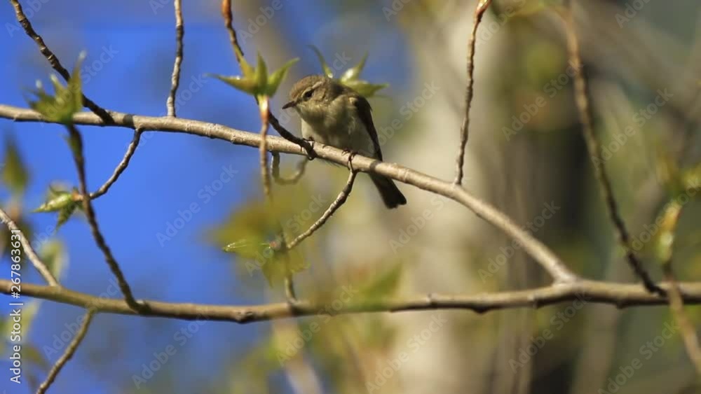 little bird sits on a branch and then jumps off little bird sits on a branch and then jumps off
