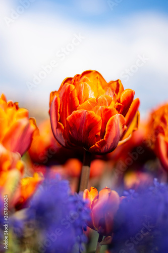 Orange Double Tulip Flower with blurred background Vertical blue flowers in foreground