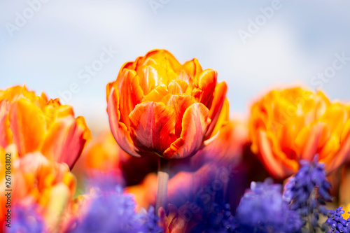 Orange Double Tulip Flower with blurred background Horizontal blue flowers in foreground