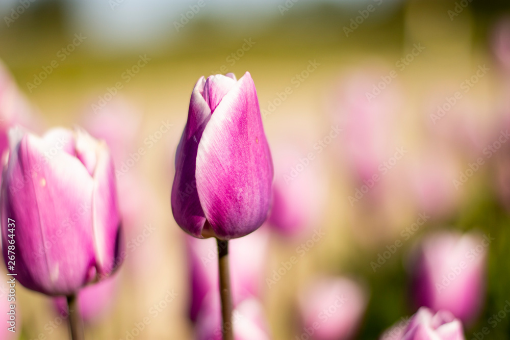Purple and White Tulip Flower with blurred green and purple background Purple and White Tulip Flower with blurred green and purple background