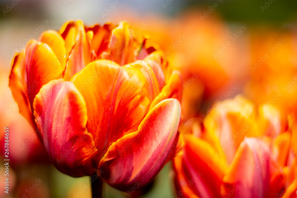 Orange Double Tulip Flower with blurred background up close Orange Double Tulip Flower with blurred background up close