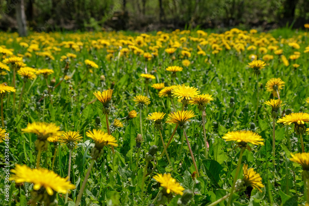 Fototapeta premium field of dandelions