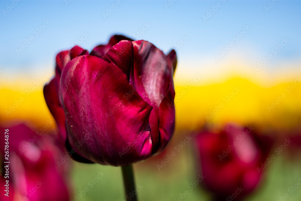 Fototapeta premium Dark wine red Tulip Flower with blurred yellow, green, and blue sky background horizontal