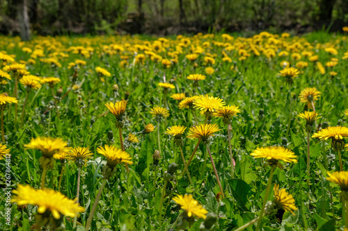 field of dandelions © DaliCeMedia