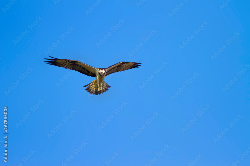 Wild bird Osprey. Osprey flying. BLue sky Background. Eagle: Western Osprey Pandion haliaetus. Wild bird Osprey. Osprey flying. BLue sky Background. Eagle: Western Osprey Pandion haliaetus.