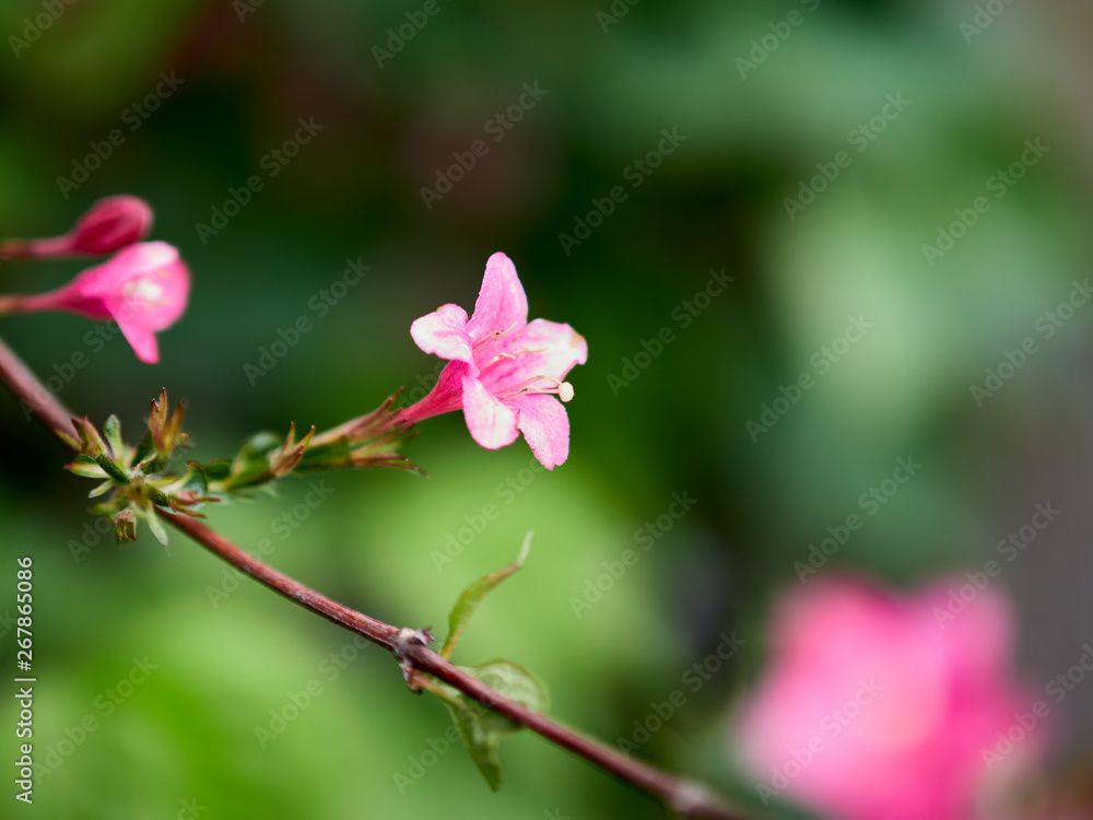 Obraz premium pink flower