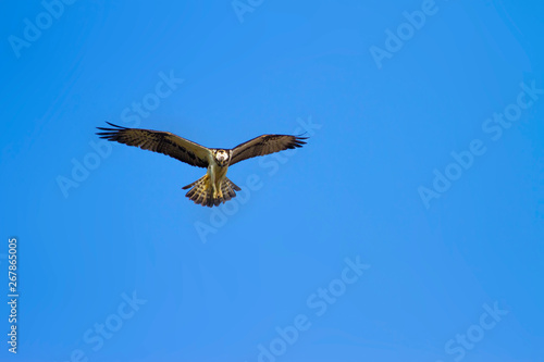 Wild bird Osprey. Osprey flying. BLue sky Background. Eagle  Western Osprey Pandion haliaetus.