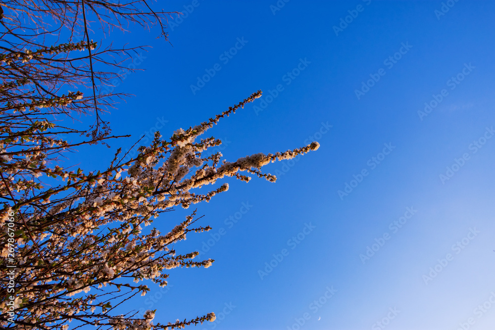 Tree with white flowers against a blue sky