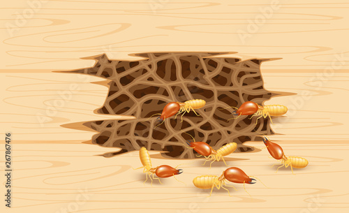illustration termite nest at wooden wall, burrow nest termite and wood decay, texture wood with nest termite or white ant, background damaged wooden brown eaten by termite or white ants