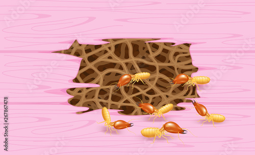 termites and wooden pink wall, termite nest at wood, burrow nest termite and wood decay, texture wood with nest termite or white ant, background damaged white wooden eaten by termite or white ants