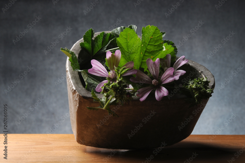Malva sylvestris ft5106_0547 Malva sylvestris ft5106_0547