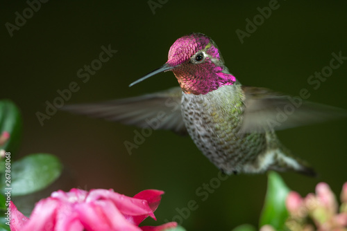 Canvastavla Male hummingbird hovering near pink flowers